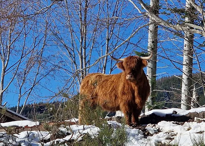Alpe Di Sara